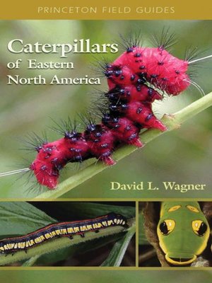 cover image of Caterpillars of Eastern North America